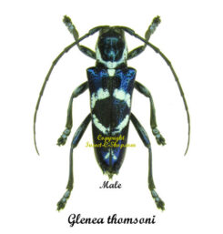 Glenea thomsoni