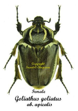 Goliathus goliatus  ab.  apicalis