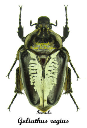 Goliathus regius  ab. undulus