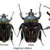 Hegemus vittatus - Image 2