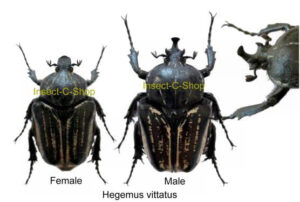 Hegemus vittatus - Image 2