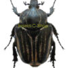 Hegemus vittatus