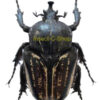 Hegemus vittatus