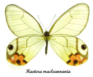 Haetera macleannania