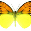 Hebomoia leucippe daemonis