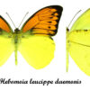 Hebomoia leucippe daemonis - Image 2