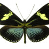 Heliconius doris sp.