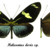 Heliconius doris sp. - Image 2