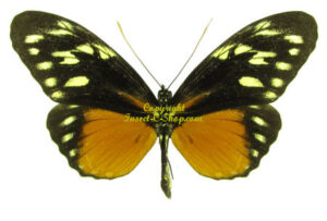 Heliconius hecalesia formosus