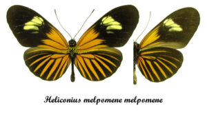 Heliconius melpomene melpomene - Image 2