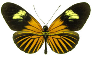 Heliconius melpomene melpomene