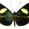 Heliconius sara thamar