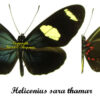 Heliconius sara thamar - Image 2