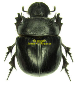 Heliocopris bucephalus