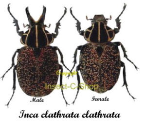 Inca clathrata clathrata - Image 2
