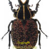 Inca clathrata clathrata