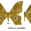 Imbrasia epimethea - Image 2