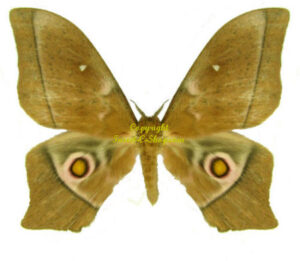 Imbrasia epimethea