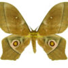 Imbrasia epimethea