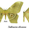 Imbrasia obscura – Image 2