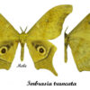 Imbrasia truncata – Image 2