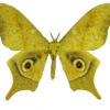 Imbrasia truncata