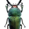 Lamprima adolphinae