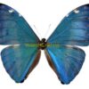 Morpho marcus ( =adonis )