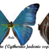 Morpho marcus ( =adonis ) - Image 2