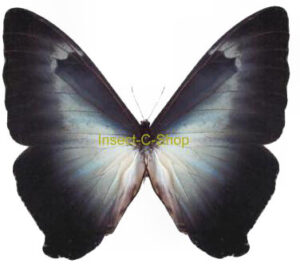 Morpho cisseis ssp.gahua ( forme bleu )
