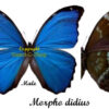 Morpho didius ( 5-pcs ) – Image 2
