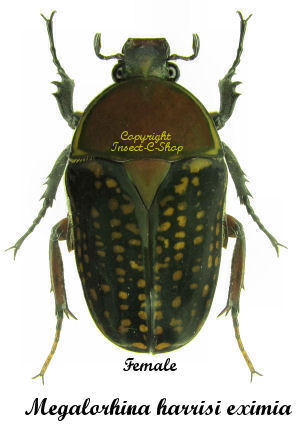 Megalorhina harrisi eximia ( brown pronotum ) - Insect collector's shop ...