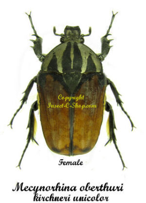 Mecynorhina oberthuri ( unicolor )