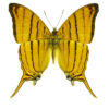 Marpesia harmonia