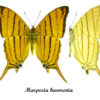 Marpesia harmonia - Image 2