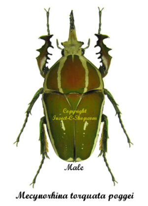 Mecynorhina torquata poggei ( mélange rouge élevé ,moins de taches blanche )