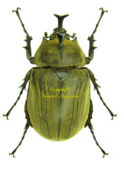 Megasoma anubis