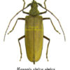 Megopis sinica sinica
