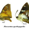 Mirocastnia pyrrhopygoides - Image 2