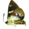 Mirocastnia pyrrhopygoides - Image 3