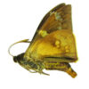 Mirocastnia pyrrhopygoides