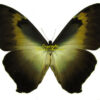 Morpho cisseis ssp.gahua ( brown form )