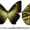 Morpho cisseis ssp.gahua ( brown form ) - Image 2