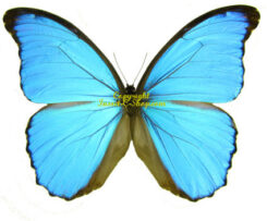 Morpho menelaus alexandrovna