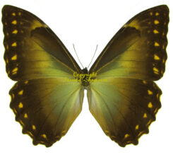 Morpho telemachus ssp. fourcheri iphiclus