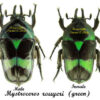 Mystroceros rouyeri - Image 2