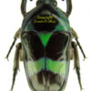 Mystroceros rouyeri