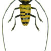 Nemophas grayi