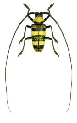 Nemophas tricolor