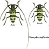Nemophas trifasciatus - Image 2